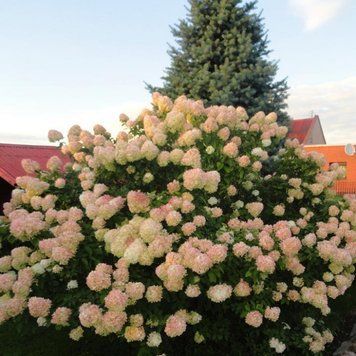 Гортензія волотиста Фантом. (Hydrangea paniculata Phantom) С7,5; 6-річка CS2748 фото