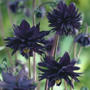 Аквилегия махровая Black Barlow (Блэк Барлоу) Р9 R78784 фото