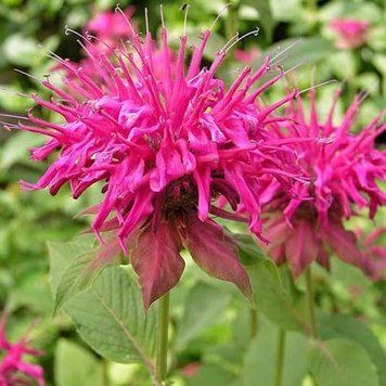 Монарда Marshall's Delight (Monarda 'Marshall's Delight') многолетник Р9 V10412 фото