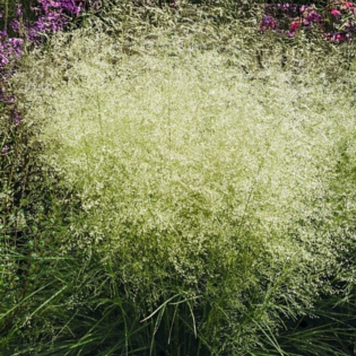 Щучка лугова ЗЕЛЕНА/луговик дернистий. (Deschampsia cespitosa) С 1,5 С00049 фото