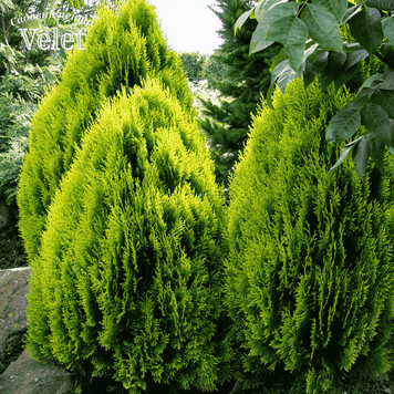 Туя восточная Aurea Nana (Ауреа Нана) C3 &ndash; карликовая золотая туя, Thuja orientalis CS2395 фото