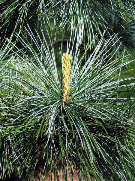 Сосна корейська/(Pinus koraiensis) С1,5 CS2295 фото