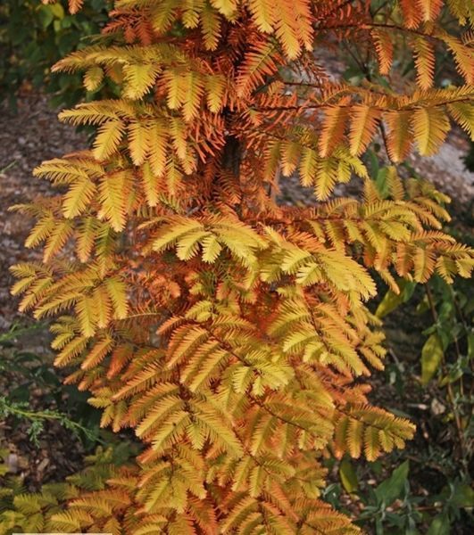 Метасеквойя китайская Олл Бронз. (Metasequoia glyptostroboidesAll Bronze) С5 CS2045 фото