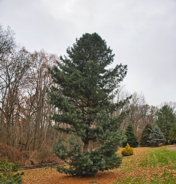Сосна корейська/(Pinus koraiensis) С1,5 CS2295 фото