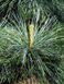 Сосна корейська/(Pinus koraiensis) С1,5 CS2295 фото 3