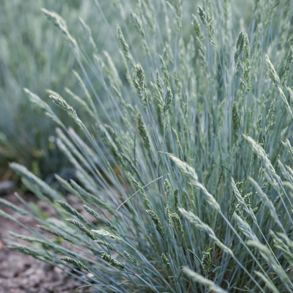 Овсяница седая. (Festuca valesiaca Glaucantha) Р9 С00047 фото