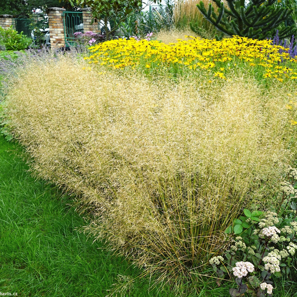 Щучка лугова ЗЕЛЕНА/луговик дернистий. (Deschampsia cespitosa) С 1,5 С00049 фото