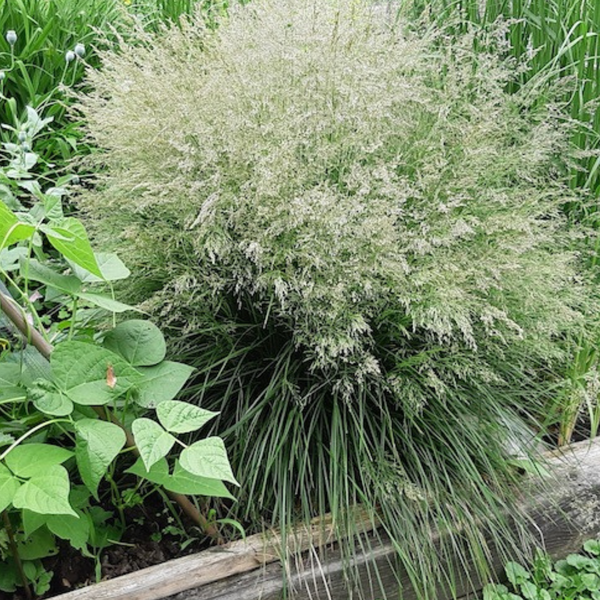 Щучка лугова ЗЕЛЕНА/луговик дернистий. (Deschampsia cespitosa) С 1,5 С00049 фото