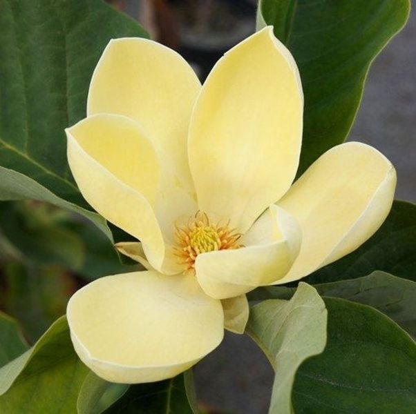 Магнолія Еллоу Лантерн/Желтый Фонарь. (Magnolia hybrida Yellow Lantern) С15 CS2898 фото