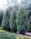 Ялівець скельний Блю Ерроу. (Juniperus scopulorum Blue Arrow) h100-120 CS2195 фото 1