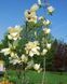 Магнолія Еллоу Лантерн/Желтый Фонарь. (Magnolia hybrida Yellow Lantern) С15 CS2898 фото 7