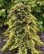 Ялівець горизонтальний Голден Карпет. (Juniperus horizontalis Golden Carpet) НА ШТАМБІ CS2245 фото 1