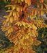 Метасеквойя китайская Олл Бронз. (Metasequoia glyptostroboidesAll Bronze) С5 CS2045 фото 3