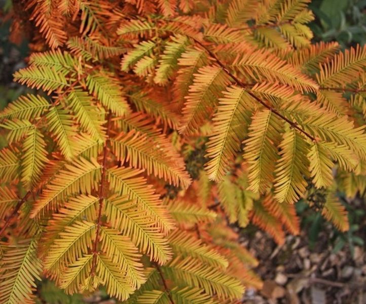 Метасеквойя китайская Олл Бронз. (Metasequoia glyptostroboidesAll Bronze) С5 CS2045 фото