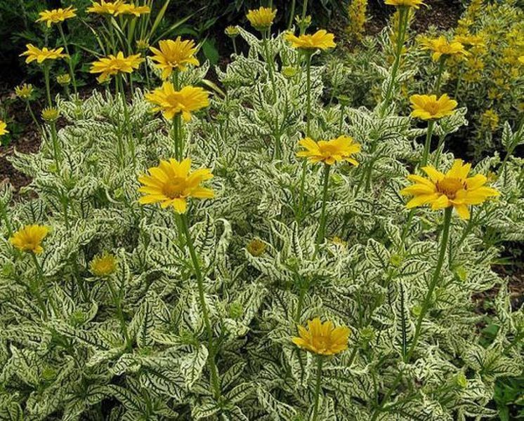 Геліопсис соняшниковідний Лорейн Саншайн. (Heliopsis helianthoides Loraine Sunshine) Р9