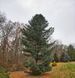 Сосна корейська/(Pinus koraiensis) С1,5 CS2295 фото 2
