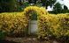 Форзиция средняя &laquo;Линвуд&raquo; (Forsythia &times; intermedia &bdquo;Lynwood&ldquo;) С3 CS2998 фото 3
