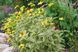 Геліопсис соняшниковідний Лорейн Саншайн. (Heliopsis helianthoides Loraine Sunshine) Р9 CS1818 фото 3