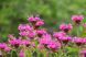 Монарда Marshall's Delight (Monarda 'Marshall's Delight') многолетник Р9 V10412 фото 2