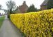 Форзиция средняя &laquo;Линвуд&raquo; (Forsythia &times; intermedia &bdquo;Lynwood&ldquo;) С3 CS2998 фото 6
