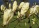 Магнолія Еллоу Лантерн/Желтый Фонарь. (Magnolia hybrida Yellow Lantern) С15 CS2898 фото 6