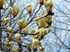 Магнолія Еллоу Лантерн/Желтый Фонарь. (Magnolia hybrida Yellow Lantern) С15 CS2898 фото 5