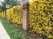 Форзиция средняя &laquo;Линвуд&raquo; (Forsythia &times; intermedia &bdquo;Lynwood&ldquo;) С3 CS2998 фото 5
