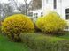 Форзиция средняя &laquo;Линвуд&raquo; (Forsythia &times; intermedia &bdquo;Lynwood&ldquo;) С3 CS2998 фото 2