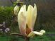 Магнолія Еллоу Лантерн/Желтый Фонарь. (Magnolia hybrida Yellow Lantern) С15 CS2898 фото 4