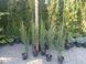 Ялівець скельний Блю Ерроу. (Juniperus scopulorum Blue Arrow) h100-120 CS2195 фото 3