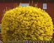 Форзиция средняя &laquo;Линвуд&raquo; (Forsythia &times; intermedia &bdquo;Lynwood&ldquo;) С3 CS2998 фото 4