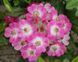 Роза Моцарт. (Mozart) Мускусный гибрид CS0618 фото 1