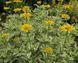 Геліопсис соняшниковідний Лорейн Саншайн. (Heliopsis helianthoides Loraine Sunshine) Р9 CS1818 фото 2