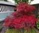 Клен японский Диссектум Гарнет. (Acer palmatum Dissectum Garnet) С5 CS2848 фото 2
