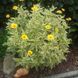 Геліопсис соняшниковідний Лорейн Саншайн. (Heliopsis helianthoides Loraine Sunshine) Р9 CS1818 фото 1