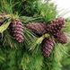 Сосна корейська/(Pinus koraiensis) С1,5 CS2295 фото 1