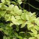 Жимолость японская золотисто-сетчатая. (Lonicera japonica Aureoreticulata) С7,5 CS2445 фото 3