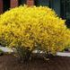 Форзиция средняя &laquo;Линвуд&raquo; (Forsythia &times; intermedia &bdquo;Lynwood&ldquo;) С3 CS2998 фото 1