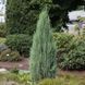Ялівець скельний Блю Ерроу. (Juniperus scopulorum Blue Arrow) h100-120 CS2195 фото 2