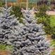Ялина колюча Ольденбург/Блю Маунтін. (Picea pungens Oldenburg) С5 CS2095 фото 2