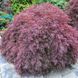 Клен японский Диссектум Гарнет. (Acer palmatum Dissectum Garnet) С5 CS2848 фото 3