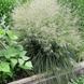 Щучка лугова ЗЕЛЕНА/луговик дернистий. (Deschampsia cespitosa) С 1,5 С00049 фото 2