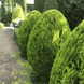 Туя восточная Aurea Nana (Ауреа Нана) C3 &ndash; карликовая золотая туя, Thuja orientalis CS2395 фото 2