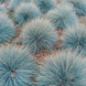 Вівсець живородний. (Helictotrichon sempervirens) C3 TS0012 фото 1