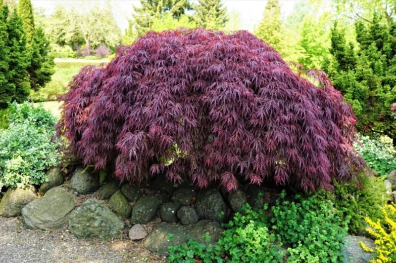 Клен японский Диссектум Гарнет. (Acer palmatum Dissectum Garnet) С5
