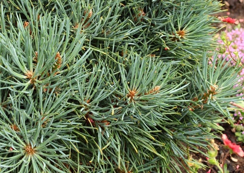 Сосна звичайна Беннет Компакт. (Pinus sylvestris Bennet's Compact) С12 ШТАМБ CS2345 фото