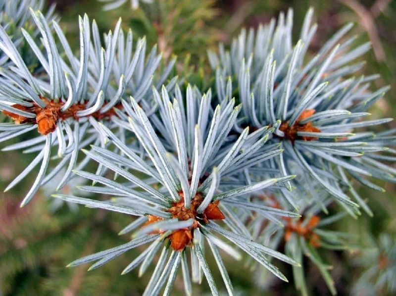 Ялина колюча Ольденбург/Блю Маунтін. (Picea pungens Oldenburg) С5 CS2095 фото