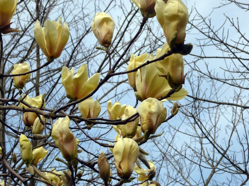 Магнолія Еллоу Лантерн/Желтый Фонарь. (Magnolia hybrida Yellow Lantern) С15 CS2898 фото