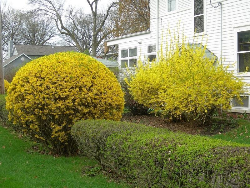 Форзиция средняя &laquo;Линвуд&raquo; (Forsythia &times; intermedia &bdquo;Lynwood&ldquo;) С3 CS2998 фото