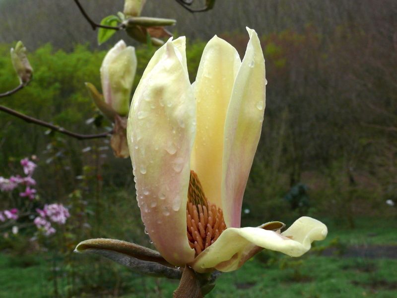 Магнолія Еллоу Лантерн/Желтый Фонарь. (Magnolia hybrida Yellow Lantern) С15 CS2898 фото